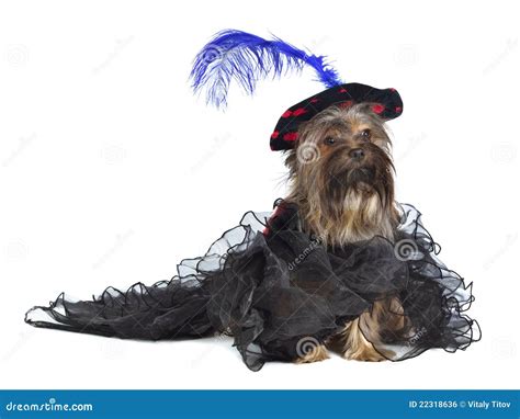 Yorky Dog Wearing Luxurious Dress And Hat Stock Photo Image Of