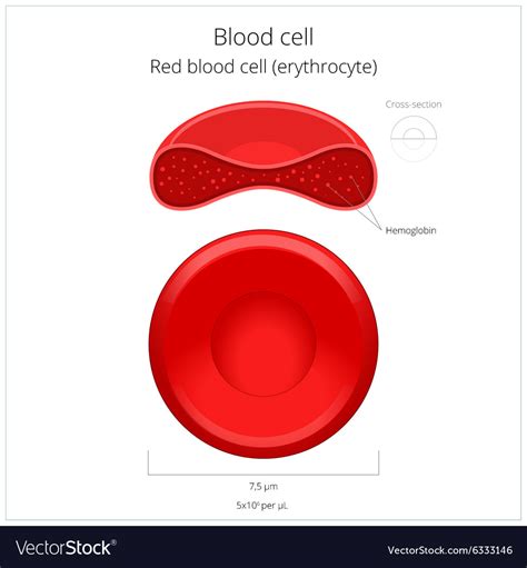 How to draw red blood cell step by step,how to draw red blood cells in pencil,red blood cell drawing labeled,diagram of red. Diagram Red Blood Cells Structure - Aflam-Neeeak