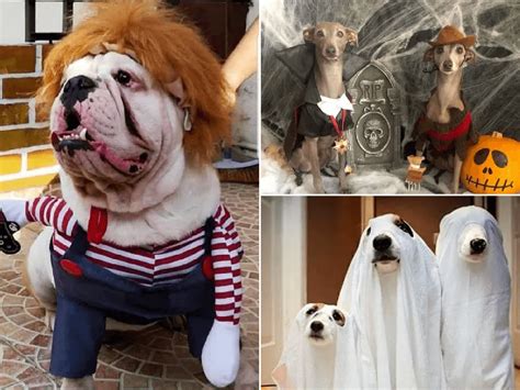 50 Disfraces Caseros Para Mascotas Carnaval 2021 Animalesmascotas