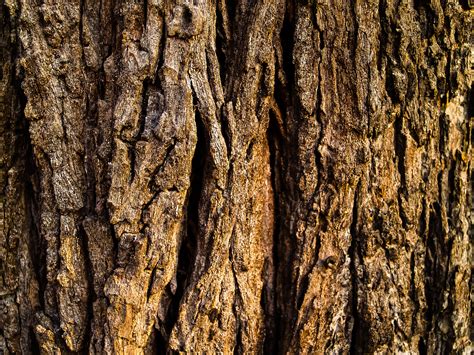 Free Images Background Bark Brown Dirt Dirty Hard Natural