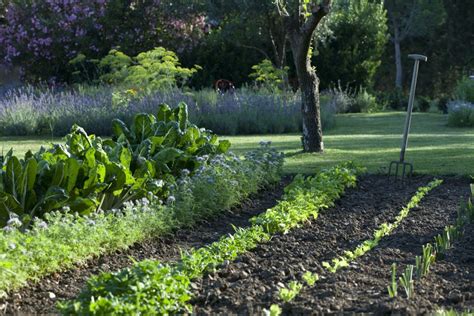 Comment Organiser Son Jardin Potager Le Blog Du Potager Danitta