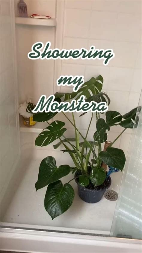 Do You Shower Any Of Your Plants I Shower My Small Monsteras And My