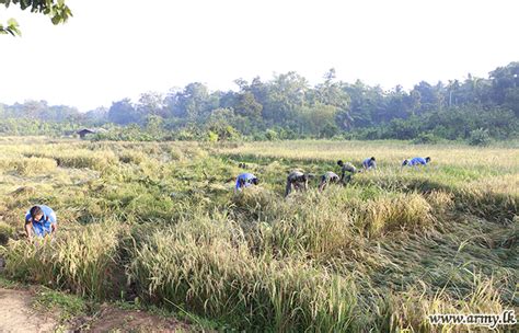 first harvest at panaluwa army cultivated paddy fields reaped sri lanka army