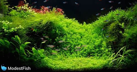 Best Planted Aquarium Lights Par Tested And Reviewed 2023