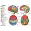 Different Types Of Atlas The Human Brain  Brainstorm