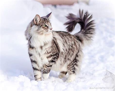 Siberian Vs Norwegian Forest Cat — The Little Carnivore