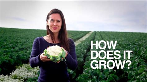 Cauliflower How Does It Grow Youtube