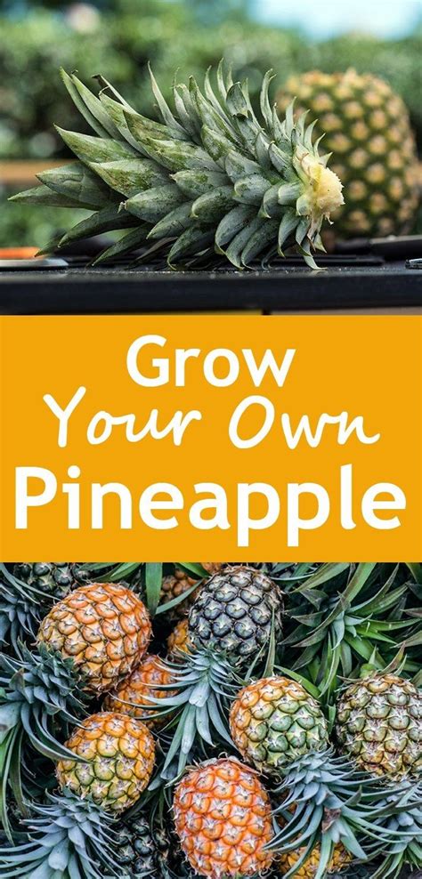 Grow Your Own Pineapple Pineapple Pineapple Planting Grow Your Own