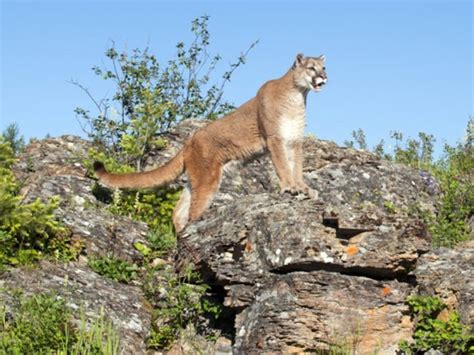 Pictures Of Wild Cats Clashing Pride