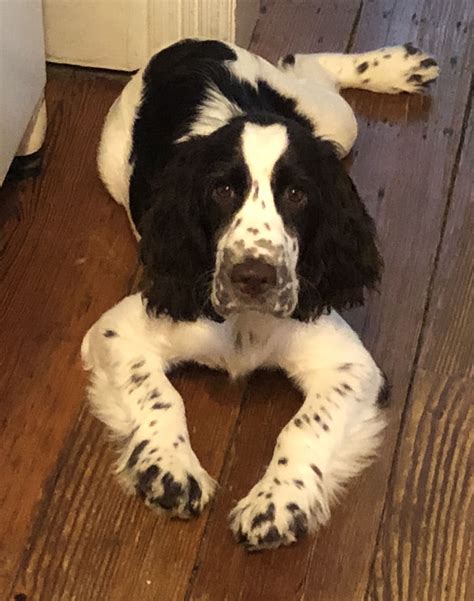 Time for a english springer spaniel puppy party! Pin by Daniela Johnson on Phoebe and Other Springers | Springer spaniel puppies, Spaniel puppies ...