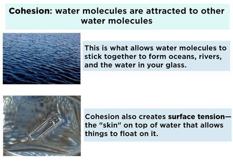 Explain The Properties Of Cohesion And Adhesion