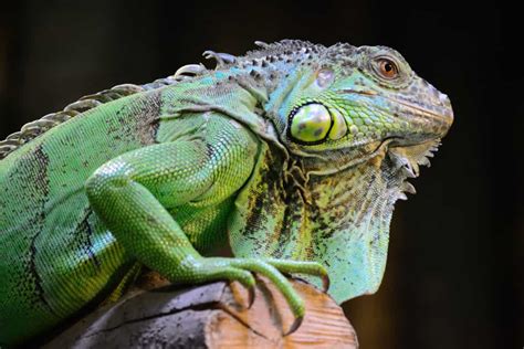 Real Life Dragons Pets That Look Like Mythical Creatures