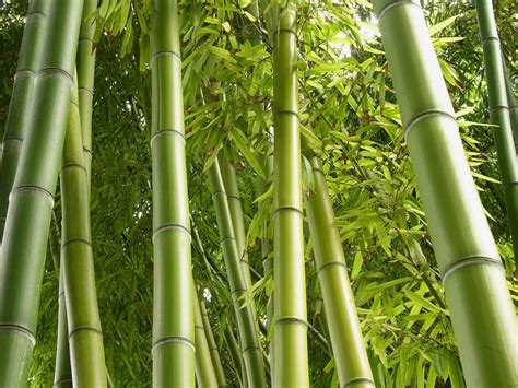 Green Nature Jungle Bamboo Plants Wallpaper 1920x1440 288883