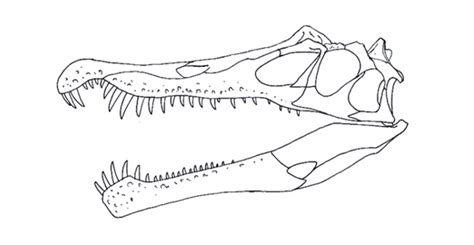 Image - Irritator skeleton.jpg | Dinosaur King | Fandom powered by Wikia