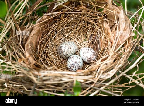 Northern Cardinal Bird Eggs In Nest Virginia Usa Stock Photo Alamy