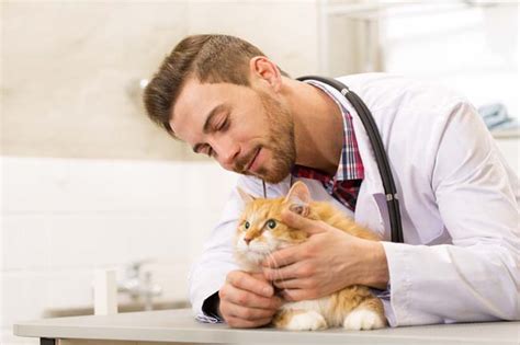 How To Find The Right Veterinarian For Your Cat Cat World