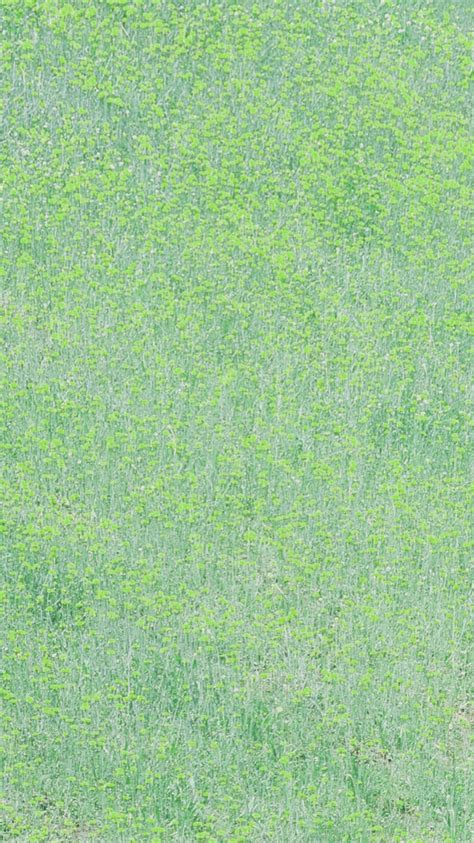 Landscape Flower Garden Green Wallpapersc Iphone8
