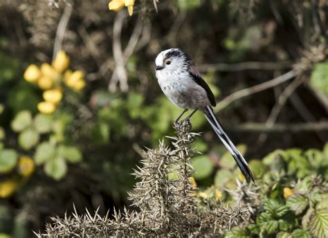 Long Tailed Tit By Andrew Brown Birdguides