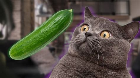 Cats Vs Cucumbers Funny Cats Youtube