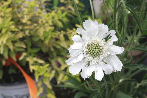 White Scabiosa Fama White Its Such A Beautifully Complex Flower