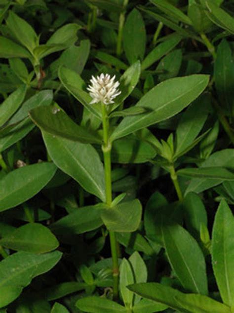 Have you ever tasted ponnanganni keerai varai? Herbalkart | The Online Herbal Store: Gudari - Ponnanganni