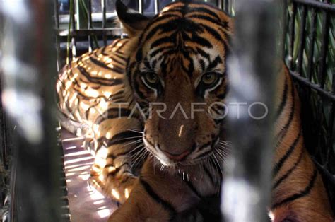 Harimau Sumatera Antara Foto