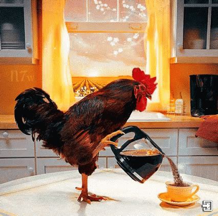 Morning Rooster GIF Morning Rooster Coffee Discover Share GIFs