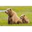 Bears Brown Grass Two Animals Bear Baby Mother Family 
