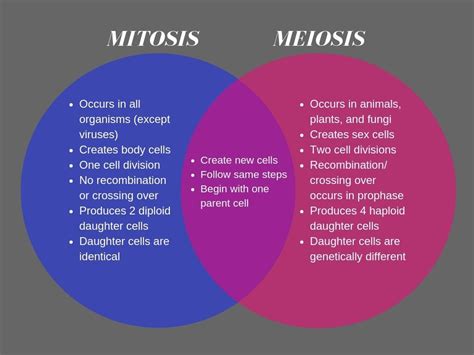 28 Mitosis Vs Meiosis Venn Diagram Answers Answers Vs Mitosis Meiosis