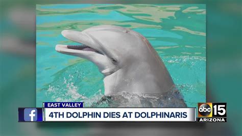 Timeline 4 Dolphin Deaths Since Dolphinaris Opening In 2016