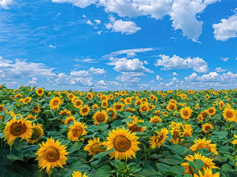 Sunflowers And Blue Sky Smithsonian Photo Contest Smithsonian Magazine