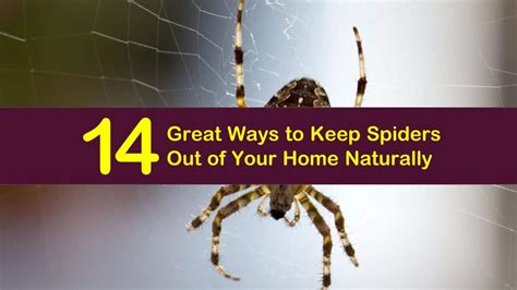 14 great ways to keep spiders out of your home naturally
