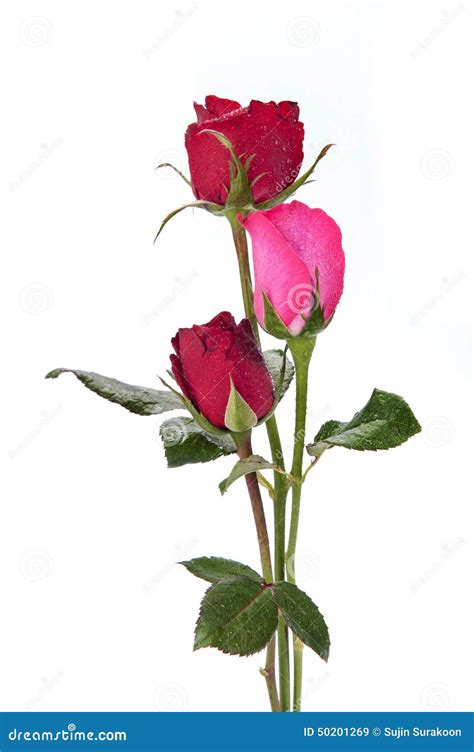 Dark Red Roses Isolated On White Stock Image Image Of Rosa Color