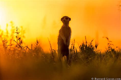 African Meerkat Burrard Lucas Photography