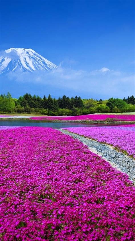 Mount Fuji Landscape Japan 4k Ultrahd Wallpaper Backiee