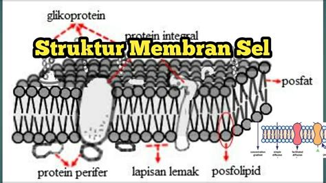 Struktur Membran Sel Fungsi Membran Sel Youtube