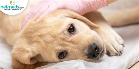 Parvo In Puppies Causes Symptoms Diagnosis Treatment And Prevention