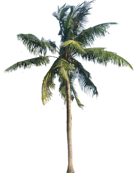 Palm Tree Png Palm Tree Transparent Background Freeiconspng