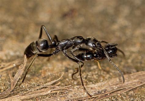 Hormigas al rescate de sus compañeras heridas en la batalla Ciencia