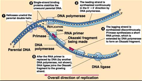 What Is The Primer Used For Dna Replication Socratic