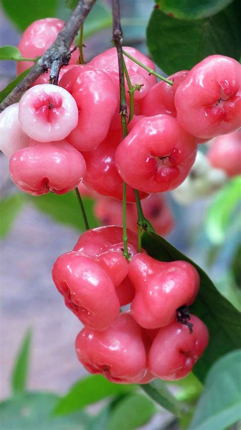 The beautiful blossoms contain hundreds of showy stamens. ചാമ്പക്ക - Water Rose Apple | Flickr - Photo Sharing ...