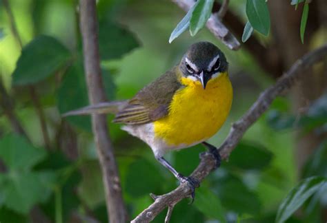Yellow Breasted Chat Photo Twilly Photos At