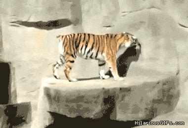 Funny Tiger Gifs Find Share On Giphy