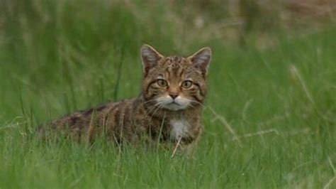 Most Best Quality Wildcats In Angus Glens Bbc News