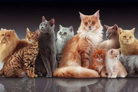 В день кошки люди отдают дань благодарности этим животным за их заслуги. Всемирный День кошек: украинские звезды и телеведущие ...