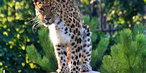 New Amur Leopard Habitat At The Roosevelt Park Zoo
