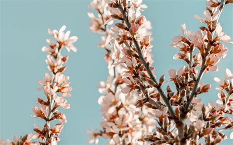 Download Wallpaper 3840x2400 Sakura Branches Flowers Pink Spring 4k