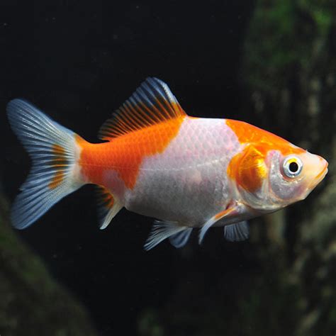 Sarasa Comet Goldfish Tropical Fish For Freshwater Ponds Comet