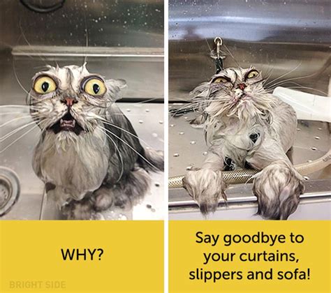 15 Hilarious Photos Of Overdramatic Cats That Watch Too Much Daily Soap Operas Funny Cat Faces