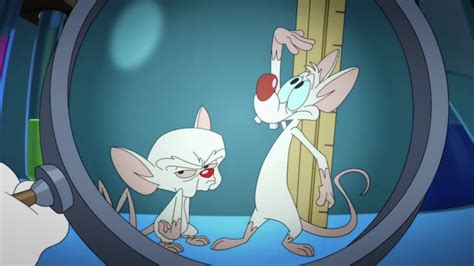 They're laboratory mice their genes have been spliced they're dinky they're pinky and the brain, brain, brain, brain brain, brain, brain, brain brain. Animaniacs - Pinky and the Brain Theme Lyrics | Genius Lyrics